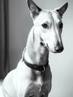 Happy Greyhound Dog Black and White Monochrome Photo in Studio Lighting