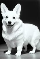 Happy Pembroke Welsh Corgi Dog Black and White Monochrome Photo in Studio Lighting