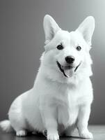 Happy Pembroke Welsh Corgi Dog Black and White Monochrome Photo in Studio Lighting