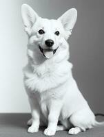 Happy Pembroke Welsh Corgi Dog Black and White Monochrome Photo in Studio Lighting