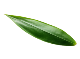 bambu blad isolerat på transparent bakgrund png