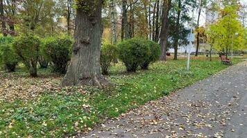 herfst stad park met een rood bank en bomen met gedaald bladeren Aan de grond. herfst seizoen. herfst in de stad vroeg in de ochtend. video