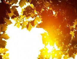 Autumn leaves background photo