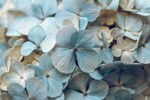 Pastel Flower Background photo