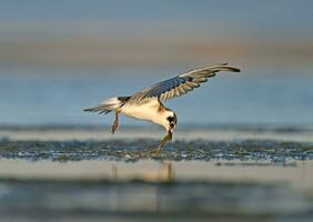 un pájaro es tomando apagado desde el agua foto