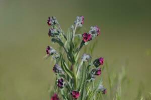 a small plant with purple flowers in a field photo