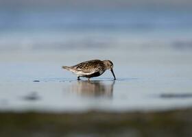 a bird is standing in shallow water photo