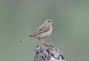 a small bird is standing on top of a rock photo