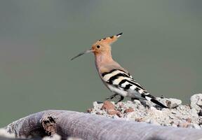 a bird with a long tail standing on a rock photo