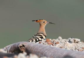 Various hoopoe on blurred background photo