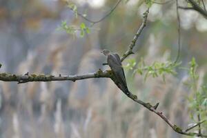 a bird sitting on a branch in the woods photo