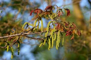 a tree branch with green leaves and flowers photo