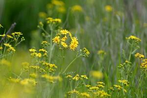 yellow flowers in a field of tall grass photo