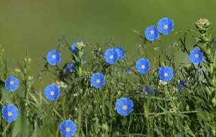 blue flowers in a field of green grass photo