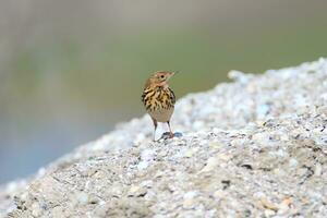 un pájaro en pie en un rock foto