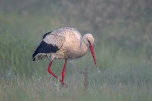 a white stork with red legs standing in a field photo