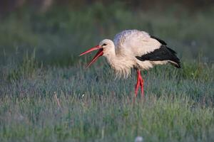 white stork, european white stork, stork, european white st photo