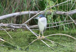 a black crowned night heron is perched on a branch in the water photo