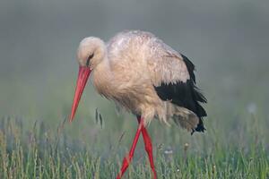 a white stork with red legs standing in a field photo