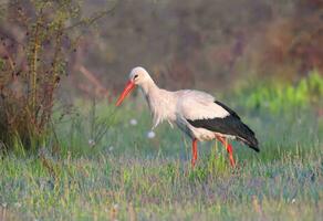 white stork in the grass photo