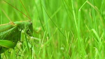 verde locuste siamo strisciando su il verde erba. video