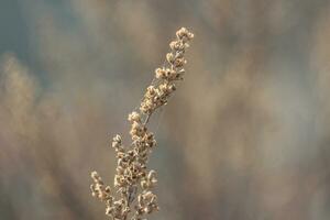 dried field flowers covered with cobwebs photo