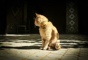 Beautiful funny redhead cat in the streets with a reverse head photo