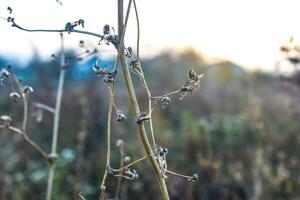 dried weeds yellowed autumn morning after rain photo