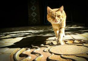 hermosa gato en el calle foto