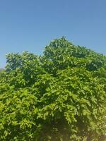 Lush Fig Tree in the Morning Sunlight photo