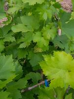 un lozano verde uva en lleno floración foto