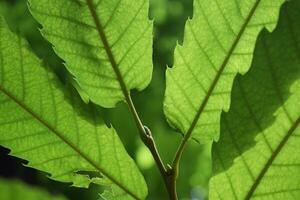 Close up of a plant photo