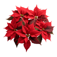 Bunch of beautiful nature red poinsettia flower isloated ai generative png