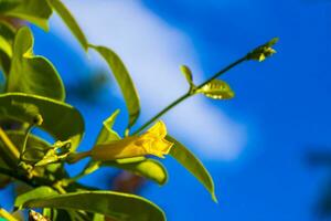 Yellow Oleander flower on tree with blue sky in Mexico. photo