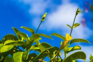 Yellow Oleander flower on tree with blue sky in Mexico. photo