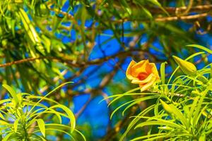 Yellow Oleander flower on tree with blue sky in Mexico. photo