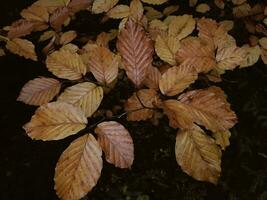 Yellowed tree leaves on a dark background photo