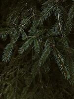 verde conífera ramas como un antecedentes textura foto