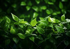 Green leaves, ivy, spread over a fence or wall. Ai generative photo