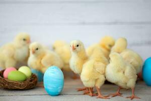 Blue and pink eggs and yellow chickens on a rustic background.  Easter card . Beautiful yellow little chickens, Group of yellow chicks photo