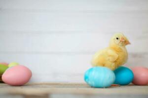 Blue and pink eggs and yellow chickens on a rustic background. Minimal concept. Easter card with copy space for text. photo