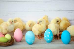 azul y rosado huevos y amarillo pollos en un rústico antecedentes. Pascua de Resurrección tarjeta . hermosa amarillo pequeño pollos, grupo de amarillo polluelos foto