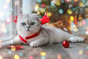 Adorable Cat in a reindeer headband on a blurred Christmas background. Christmas kitty on the background of Christmas tree and lights of garlands. photo