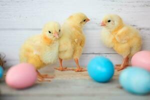 azul y rosado huevos y amarillo pollos en un rústico antecedentes. Pascua de Resurrección tarjeta . hermosa amarillo pequeño pollos, grupo de amarillo polluelos foto