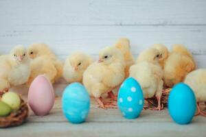 azul y rosado huevos y amarillo pollos en un rústico antecedentes. Pascua de Resurrección tarjeta . hermosa amarillo pequeño pollos, grupo de amarillo polluelos foto