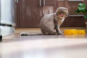A beautiful trimmed cat sits near a bowl of food in the kitchen. Funny cat licks its lips before eating. The breed is lop-eared. photo