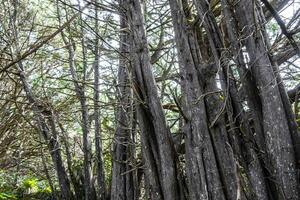 Forest hiking trail and tall gigantic plants trees Costa Rica. photo