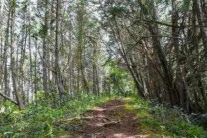 Forest hiking trail and tall gigantic plants trees Costa Rica. photo