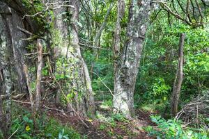 Forest hiking trail and tall gigantic plants trees Costa Rica. photo