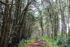 Forest hiking trail and tall gigantic plants trees Costa Rica. photo